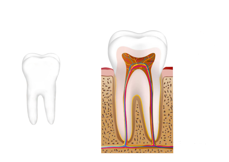 11Schulgrafik für Sehende, die den Aufbau eines Zahnes veranschaulicht. School graphic for sighted people illustrating the structure of a tooth.