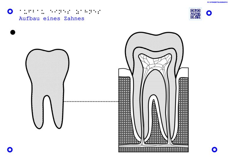 11Taktile Grafik, die den Aufbau eines Zahnes veranschaulicht. Tactile graphic illustrating the structure of a tooth.
