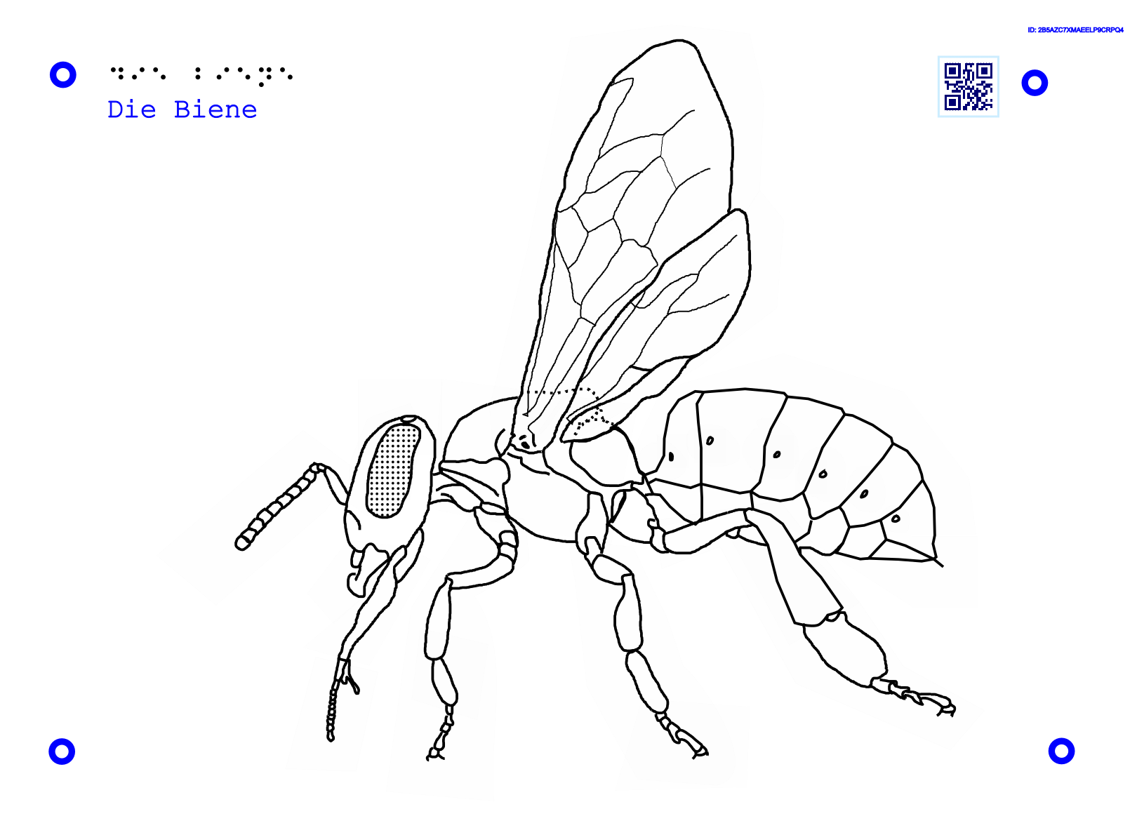 11Taktile Grafik, die den Aufbau einer Biene darstellt.